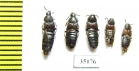 Staphylinidae sp.  Russia, Far East - INSECTS-STORE.RU