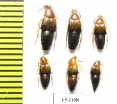 Staphylinidae sp.  Russia, Far East - INSECTS-STORE.RU