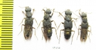 Staphylinidae sp.  Russia, Far East - INSECTS-STORE.RU