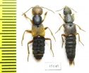 Staphylinidae sp.  Russia, Far East - INSECTS-STORE.RU