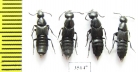 Staphylinidae sp.  Russia, Far East - INSECTS-STORE.RU