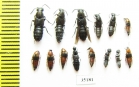 Staphylinidae sp.  Russia, Tver reg. - INSECTS-STORE.RU