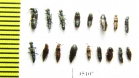 Staphylinidae sp.  Russia, Tver reg. - INSECTS-STORE.RU