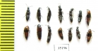 Staphylinidae sp.  Russia, Tver reg. - INSECTS-STORE.RU