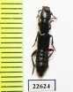 Staphylinidae sp.  South Africa Rep. - INSECTS-STORE.RU