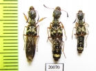 Staphylinidae sp.  Thailand - INSECTS-STORE.RU