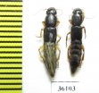 Staphylinidae sp.  Thailand - INSECTS-STORE.RU