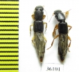 Staphylinidae sp.  Thailand - INSECTS-STORE.RU