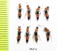 Staphylinidae sp.  Zimbabwe - INSECTS-STORE.RU