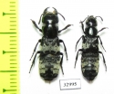 Creophilus maxillosus, pair  Russia, Tver reg. - INSECTS-STORE.RU