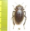 Psectrascelis soniae  Chile - INSECTS-STORE.RU