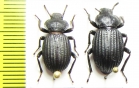 Scotobius bullatus, pair  Chile - INSECTS-STORE.RU