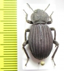 Scotobius costatus  Chile - INSECTS-STORE.RU
