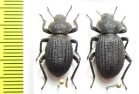 Scotobius rugosulus, pair  Chile - INSECTS-STORE.RU
