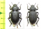 Scotobius rugosulus, pair  Chile - INSECTS-STORE.RU