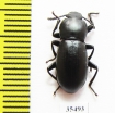 Tenebrionidae sp.  Mexico - INSECTS-STORE.RU