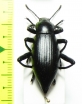 Tenebrionidae sp.  Mexico - INSECTS-STORE.RU