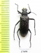 Tenebrionidae sp.  Mexico - INSECTS-STORE.RU