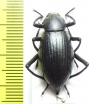 Tenebrionidae sp.  Mexico - INSECTS-STORE.RU