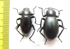 Tenebrionidae sp., pair  Mexico - INSECTS-STORE.RU