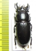 Phrenapates ohausi  Colombia - INSECTS-STORE.RU