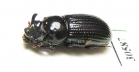 Tenebrionidae sp.  Venezuela - INSECTS-STORE.RU