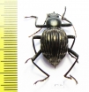 Tenebrionidae sp.  Costa Rica  24mm - INSECTS-STORE.RU