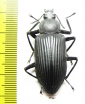Tenebrionidae sp.  Ecuador - INSECTS-STORE.RU