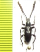 Prostenus laminicornis  Peru - INSECTS-STORE.RU