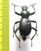 Tenebrionidae sp.  USA - INSECTS-STORE.RU
