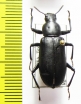 Alobates pennsylsylvanicus  USA - INSECTS-STORE.RU
