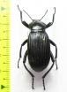 Eleodes acuta  USA - INSECTS-STORE.RU