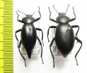 Eleodes acuticauda, pair  USA - INSECTS-STORE.RU