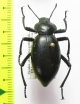 Eleodes acuticauda  USA - INSECTS-STORE.RU
