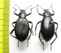 Eleodes hispilabris, pair  USA - INSECTS-STORE.RU