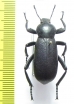 Eleodes obscura  USA - INSECTS-STORE.RU