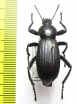 Eleodes obscura  USA - INSECTS-STORE.RU