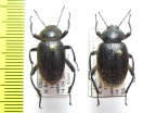 Eleodes osculans, pair  USA - INSECTS-STORE.RU