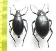 Eleodes spinipes ventricosus, pair  USA - INSECTS-STORE.RU