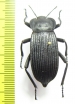 Eleodes suturalis  USA - INSECTS-STORE.RU