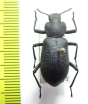 Iphthiminus serratus  USA - INSECTS-STORE.RU