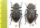 Philolithus morbillosus, pair  USA - INSECTS-STORE.RU