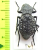 Philolithus morbillosus  USA - INSECTS-STORE.RU