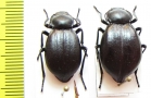 Stenomorpha convexa, pair  USA - INSECTS-STORE.RU