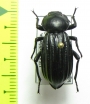 Stenomorpha mckittricki  USA - INSECTS-STORE.RU