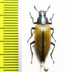 Tenebrionidae sp.  Bolivia - INSECTS-STORE.RU