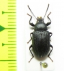 Tenebrionidae sp.  Mauritius - INSECTS-STORE.RU