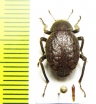 Entomochilus sp.  Bolivia - INSECTS-STORE.RU