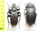 Tenebrionidae sp., pair  Madagascar - INSECTS-STORE.RU
