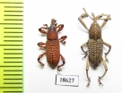 Curculionidae sp.  Malaysia, Borneo - INSECTS-STORE.RU